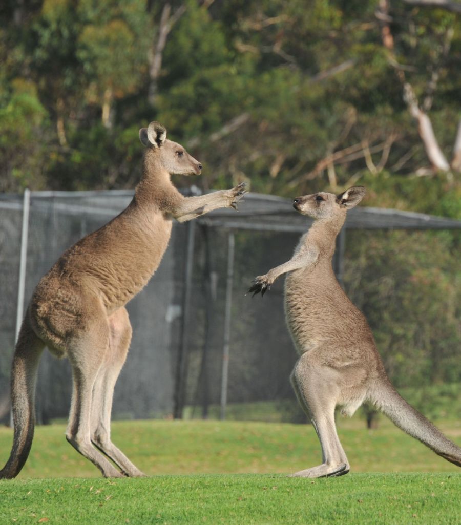 Australia is the only continent where Kangaroos live; find out more facts about study in Australia